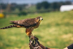 Read more about the article Kārearea: the mysterious New Zealand falcon