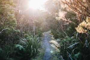 Read more about the article How the Heaphy Track become my new favorite Great Walk